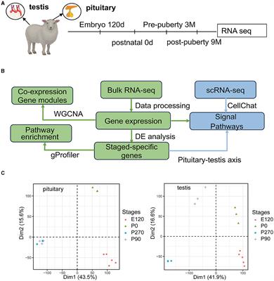 Comprehensive transcriptomic analysis revealing the regulatory dynamics and networks of the pituitary-testis axis in sheep across developmental stages